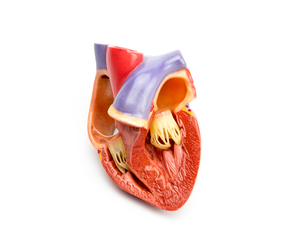 Illustration of the inside of the heart