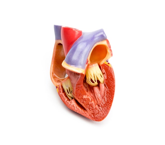 Model of the inside of the heart