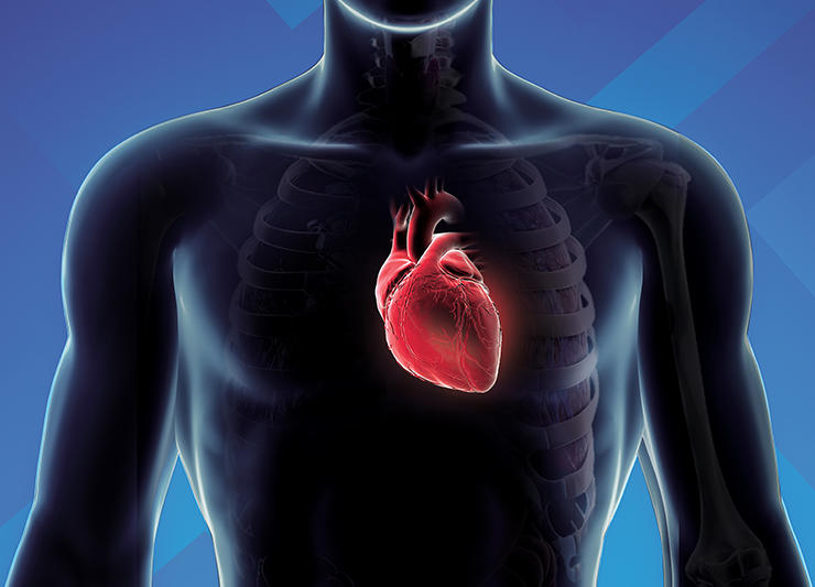 Cardiovascular