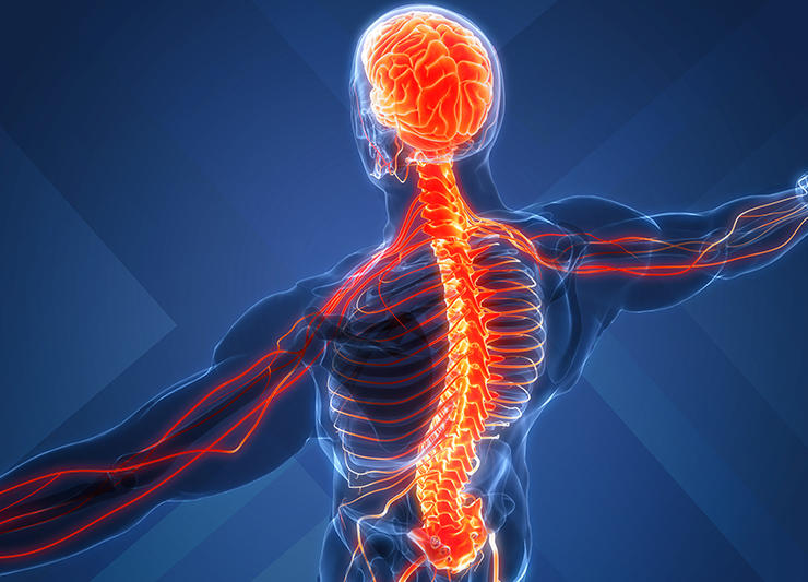 Neuro-Spine